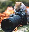 Прими участие в фотокроссинге!, Фотокроссинг
