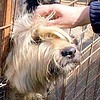 Репортаж из приюта домашних животных в Одинцовском районе, Приют для домашних животных, приют для собак, собачий приют