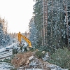 Вырубка леса для платной дороги продолжается, Подушкинский лес, объездная дорога, северный обход Одинцово