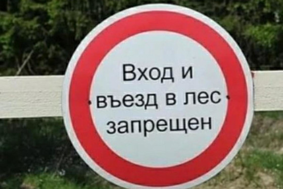 С 4 мая в Одинцовском округе запретят посещать леса. Введён особый противопожарный режим