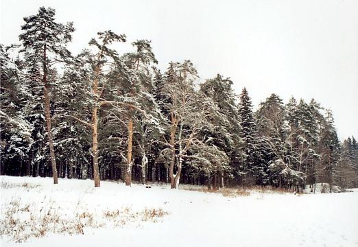 лесное озеро, Одинцовский городской округ, alko