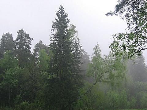 Дождь в лесу, Одинцовский городской округ, Alisa2